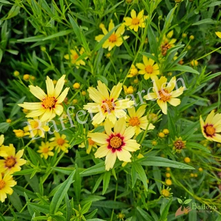ต้นกล้าดอกจันทร์ฉาย(coreopsis big bang redshift) ต้นแข็งแรงรากแน่นๆ ทนแล้งออกดอกสวย