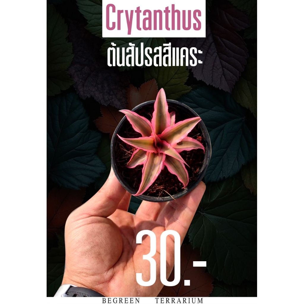 ต้นสัปรสสี Crytanthus
