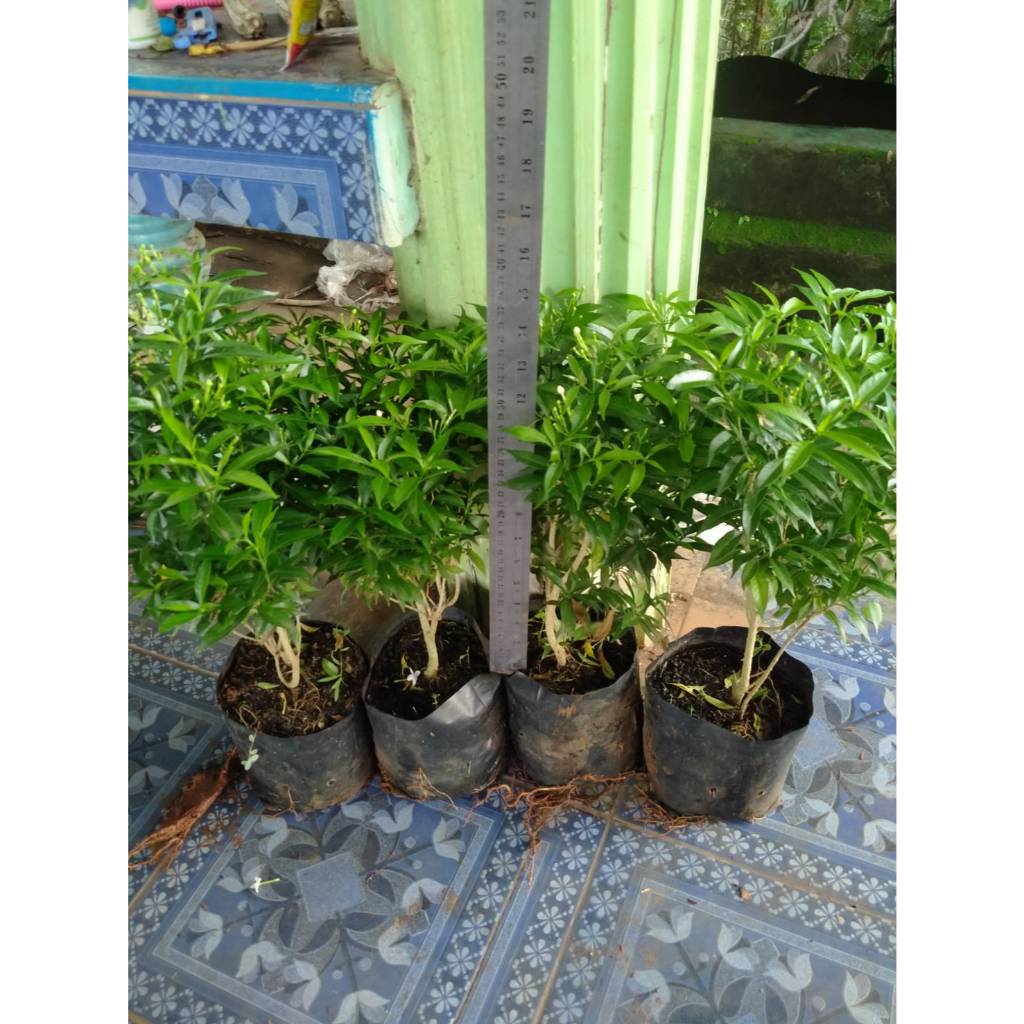 ต้นพุดศุภโชค ราคา 35 บาทค่ะ