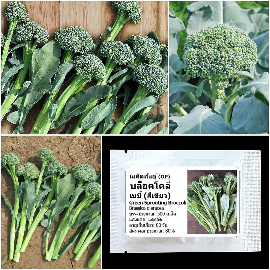 เมล็ดพันธุ์ บล็อคโคลี่เบบี้ Green Sprouting Broccoli Seed บรรจุ 400 เมล็ด คุณภาพดี ของแท้ 100%