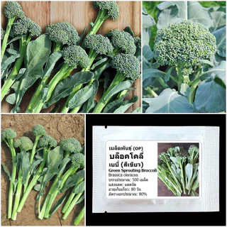 เมล็ดพันธุ์ บล็อคโคลี่เบบี้ Green Sprouting Broccoli Seed บรรจุ 400 เมล็ด คุณภาพดี ของแท้ 100%