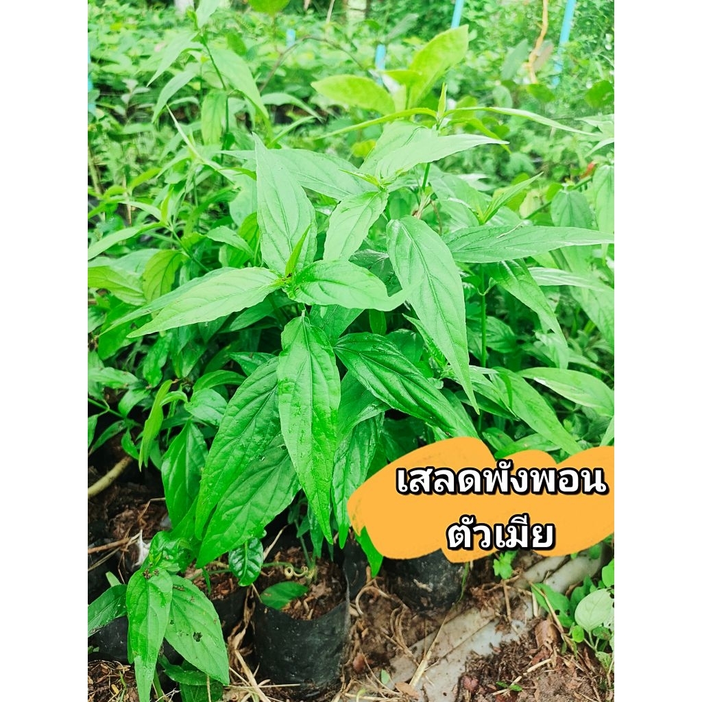 ต้นเสลดพังพอนตัวเมีย สมุนไพรไทย ต้นชำกิ่งพร้อมปลูก สินค้าเสียหายยินดีเคลมฟรี