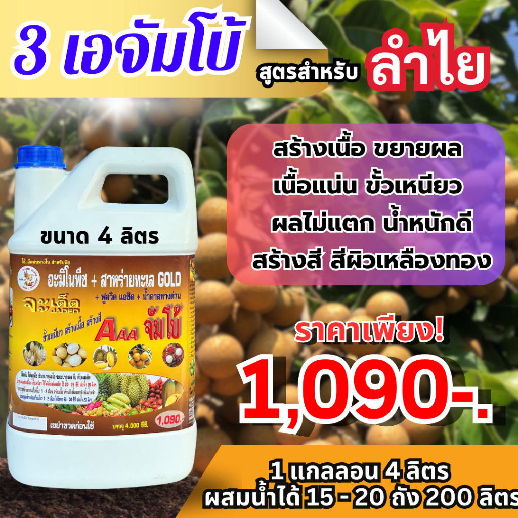 3A “จัมโบ้” ฉีดพ่นทางใบ สำหรับ “ลำไย” ลดการใช้ปุ๋ยเคมี พืชสมบูรณ์ ก้านช่อยาว โตไว ผลอวบ น้ำหนักดี