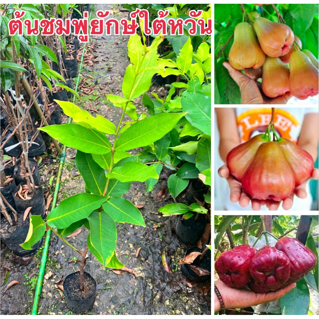 ต้นชมพู่ยักษ์ใต้หวันกิ่งตอนผลใหญ่กรอบหวานต้นพร้อมส่งค่ะ