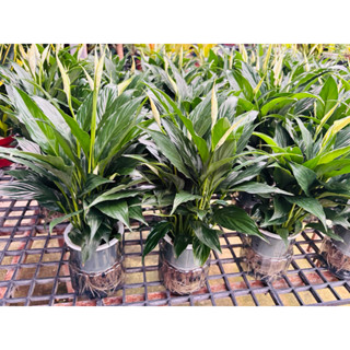 พร้อมกระถางน้ำโชว์ราก พร้อมตั้งเดหลีเลี้ยงน้ำ ตั้งปุ๊ปสวยปั๊…