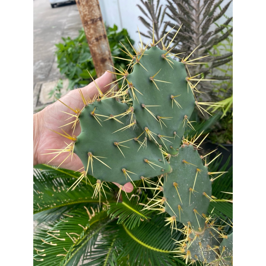 โอพันเทียทูน่าหนามโหดมาก Opuntia tuna – โปรปัง