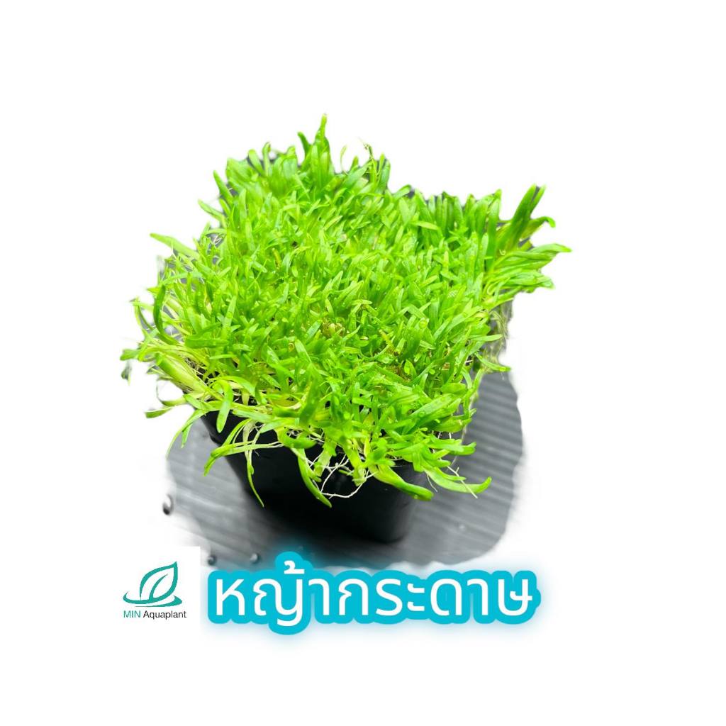 [MIN] หญ้ากระดาษ Utricularia gaminifolia ต้นไม้น้ำ ไม้ปูพื้น สำหรับตู้ไม้น้ำ ตู้ปลา