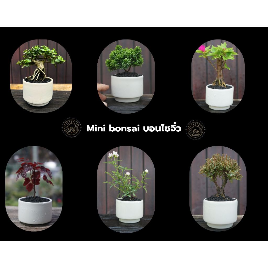 บอนไซจิ๋ว Mini bonsai ในกระถางเซรามิก เพรมน่า บ๊วยน้ำ เชอรี่แคระ ม่วงเจริญ แก้วแคระ