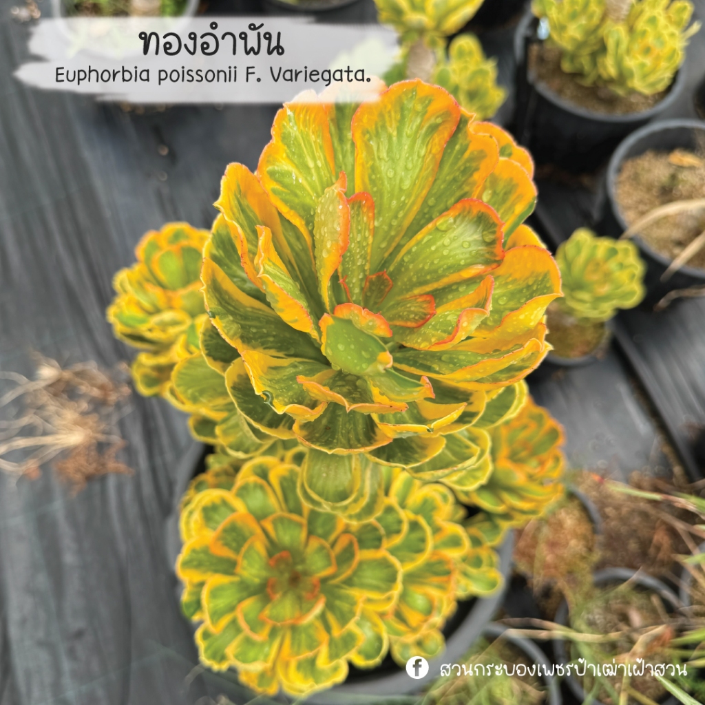 ทองอำพัน Euphorbia Poissonii F. Variegata ไม้ตกแต่ง ไม้มงคล