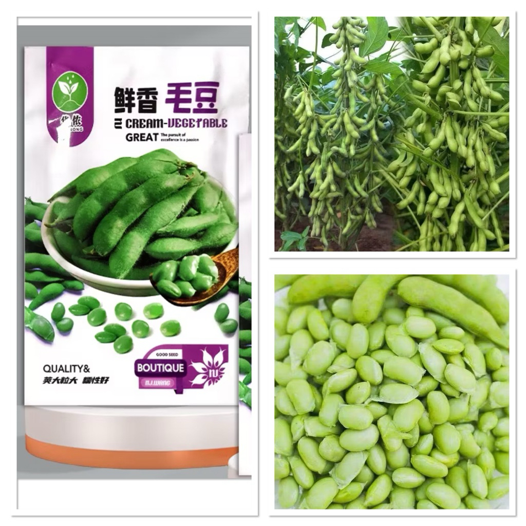 เมล็ดพันธุ์ ถั่วแระญี่ปุ่น คาริคาชิ Karikachi Edamame Seed บรรจุ 15 - 50 เมล็ด