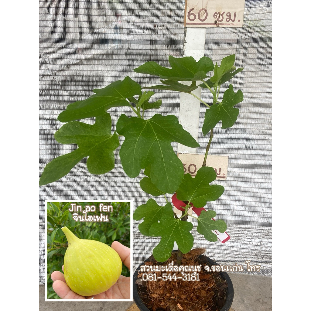 ต้นมะเดื่อฝรั่งจินโอเฟน กระถาง6“ แข็งแรงรากเยอะ /jin ao fen figs tree