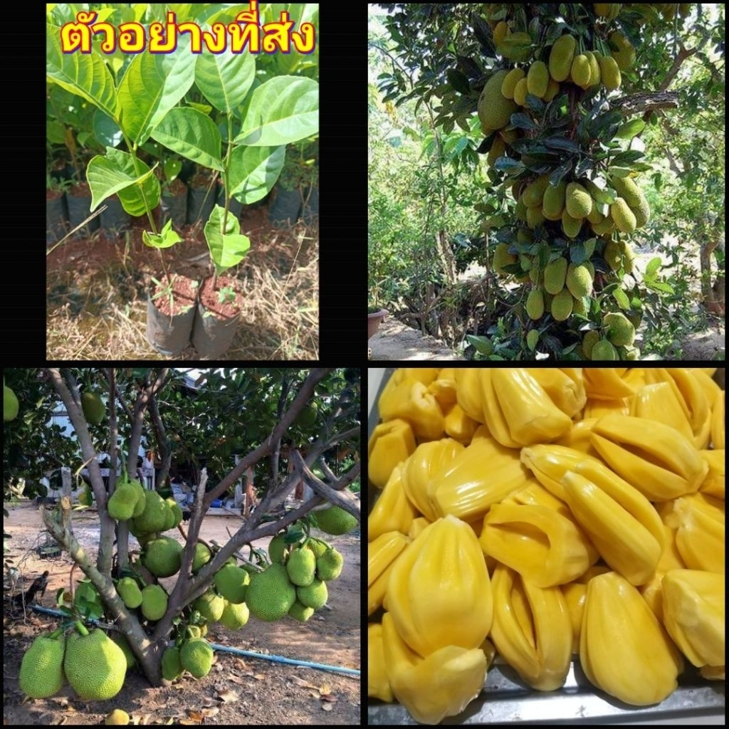 ต้นขนุนเพชรราชา 1 ต้น 1 ถุงดำ ไม้กินผล เนื้อหวาน🤩