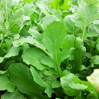 เมล็ดพันธุ์ ผักร็อคเก็ต Slow Bolt Arugula Seed บรรจุ 500 เมล็ด คุณภาพดี ของแท้ 100%