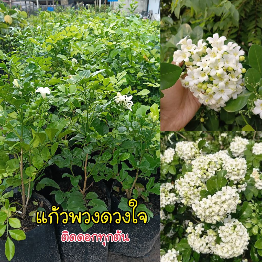 ต้นแก้วพวงดวงใจ (ส่งต้นติดดอก) ออกดอกตลอดทั้งปี