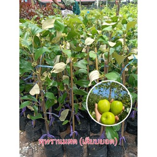 ต้นพุทรานมสด(เสียบยอด)ต้นติดดอกปลูกประมาณ6เดือนติดผล