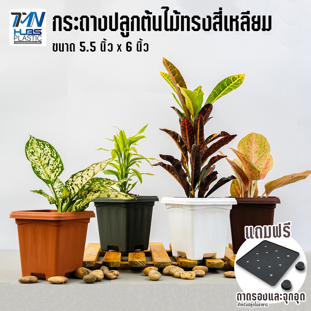 TMNHUBS Plastic กระถางต้นไม้ทรงสี่เหลี่ยม 10 ใบ ขนาด 5.5 นิ้ว กระถางปลูกกระบองเพชรแคตตัส ราคาโรงงาน