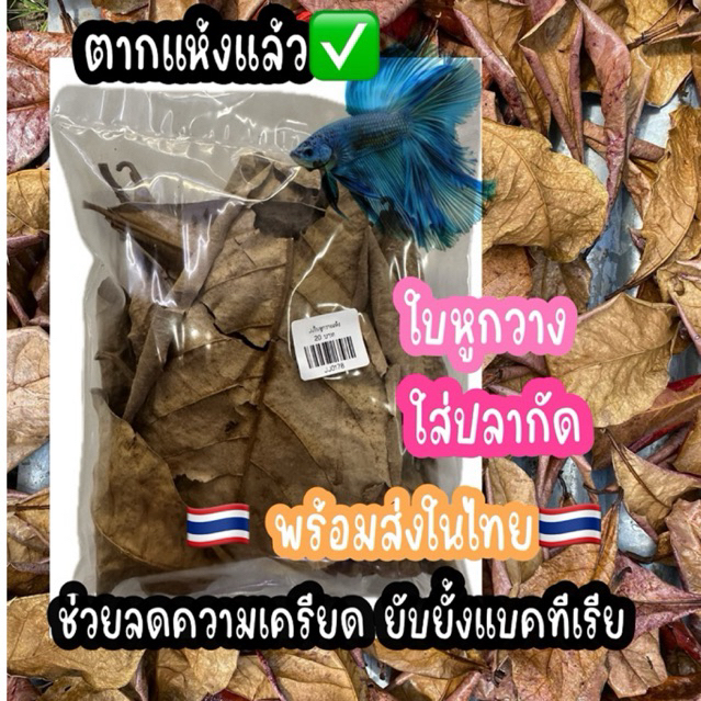 ใบหูกวาง🍂 ใส่ปลากัด และปลาสวยงามอื่นๆ 🍂 เร่งสี ลดความเครียด