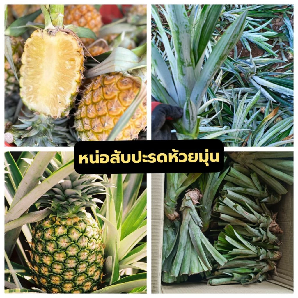 สับปะรดห้วยมุ่นฉ่ำน้ำผึ้ง ชุด55หน่อฟรี5 หน่อ รวม60หน่อ มีโค้ดส่งฟรี