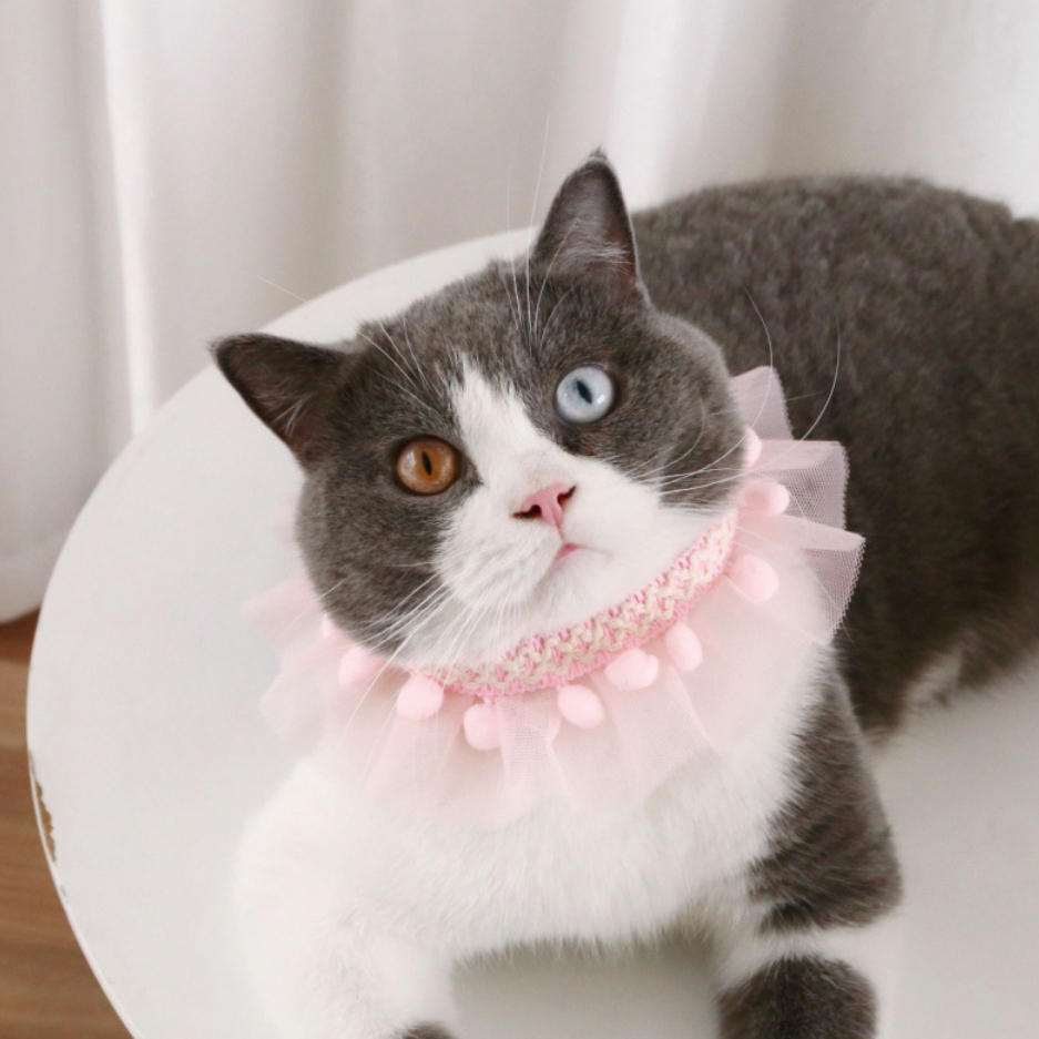 PP-065 ปลอกคอสัตว์เลี้ยงสำหรับแมวและสุนัข ดีไซน์ลูกไม้สุดน่ารัก - รูปที่ 2