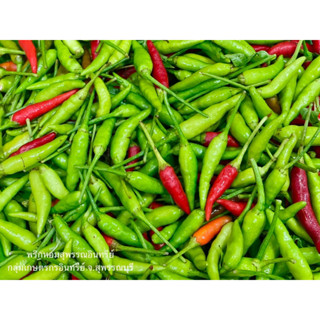 พริกหอมสุพรรณอินทรีย์ ปลอดสารเคมี 100% ขนาด 1.5 ขีด