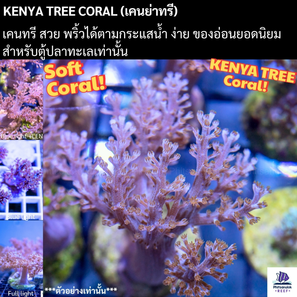 KenyaTree (เคนย่าทรี) ของอ่อน พริ้วไหว ตกแต่งตู้ปลาทะเลเท่านั้น