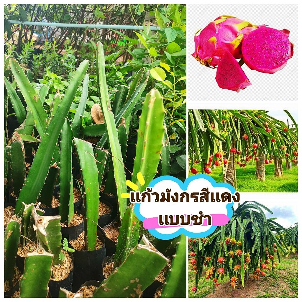 ต้นพันธุ์์เเก้วมังกรสีเเดง รสหวานฉ่ำ พันธุ์เวียดนาม พันธุ์ผลใหญ่ กิ่งชำถุงออกรากพร้อมปลูก สินค้าเสียหายยินดีเคลมฟรี