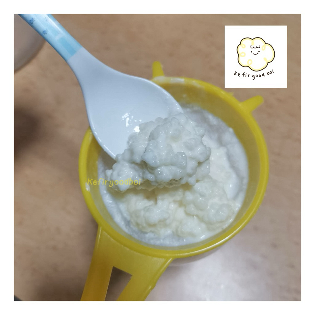 เกรนคีเฟอร์ (kefir milk grains) ลูกผสม 4 สายพันธุ์ 1 ช้อนชา