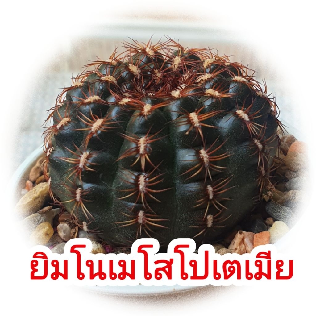 ยิมโนเมโสโปเตเมีย Gymnocalycium mesopotamicum แคคตัส ไม้เมล็ด