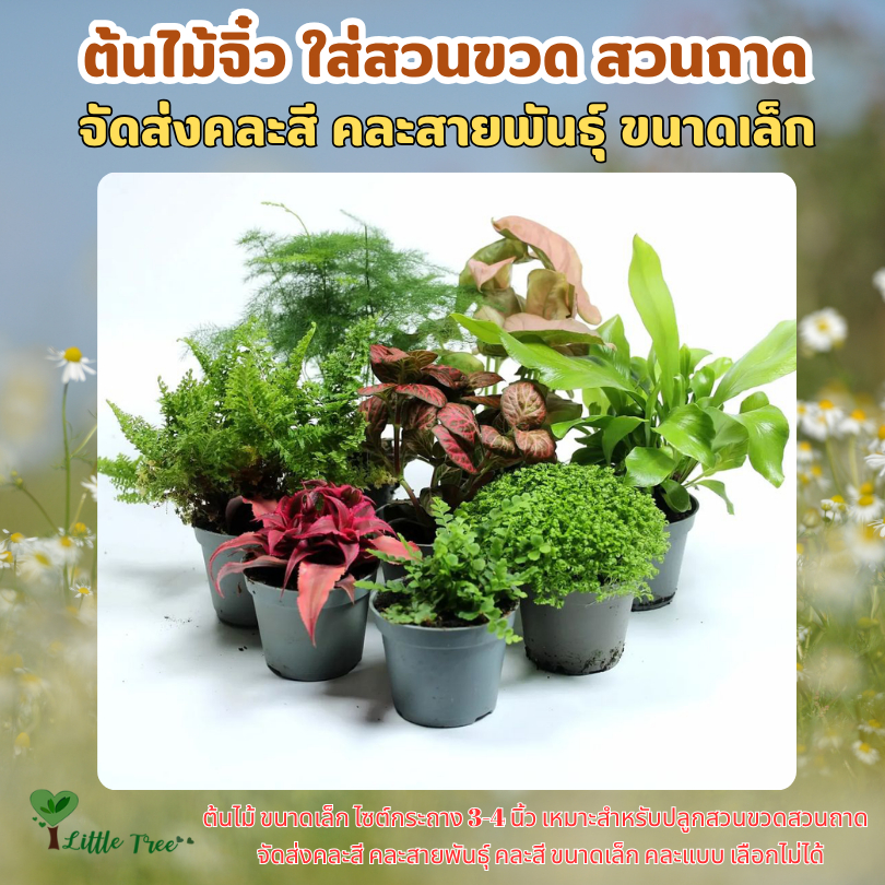 ต้นไม้จิ๋ว ใส่สวนขวด ต้นไม้จิ๋ว สวนขวดแก้ว ต้นละ 35 บาท