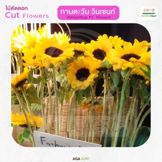AGA AGRO I "ทานตะวัน วินเซนท์" ตัดดอก สายพันธุ์ยอดนิยมตลอดกาล-100เมล็ด-Helianthus Vincent