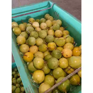 【 1 KG. 】เสาวรสหวาน 12-15ลูก สายพันธุ์นี้ลูกเล็ก เบอร์C มีติดแผล ไม่กระทบต่อด้านใน งดดราม่า (น้ำหนักชั่งรวมกล่อง)