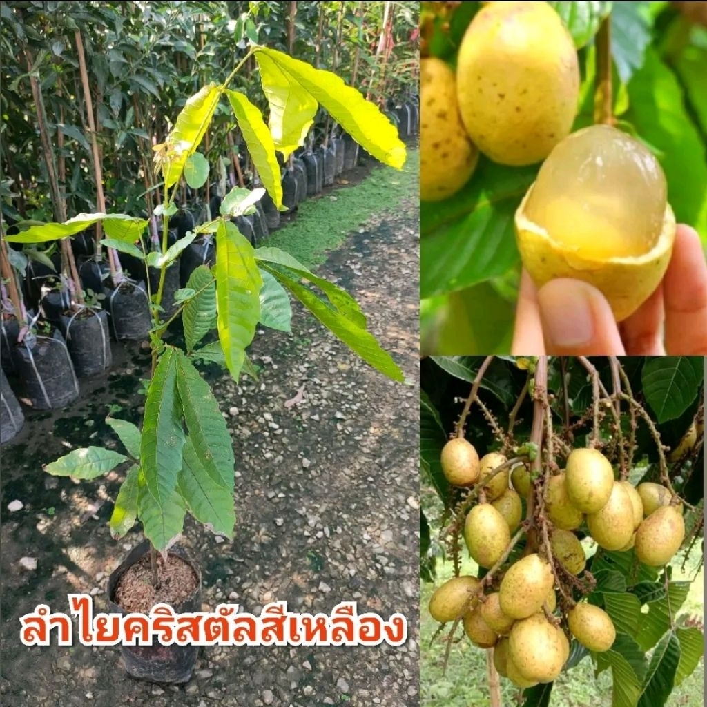 ต้นลำไยคริสตัลสีเหลืองจัมโบ้ ผลไม้กลิ่นหอมเงาะผสมลิ้นจี่