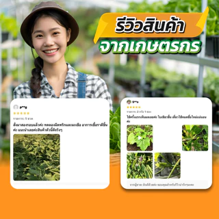 ชุดคู่หูปลูกผัก สูตรพิเศษ ผงดำเทพสถิตย์ 2 กรัม + ยาคาร่า YAKARA วัคซีนพืชญี่ปุ่น 100 ซีซี
