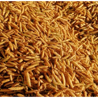 BSF หนอนแมลงวันลายอบแห้ง โปรตีนสูง สำหรับสัตว์เลี้ยง ฟาร์มไก่ ปลา กบ เม่น (1Kg/2Kg/3Kg) โรงงานส่งตรง ราคาถูกสุด