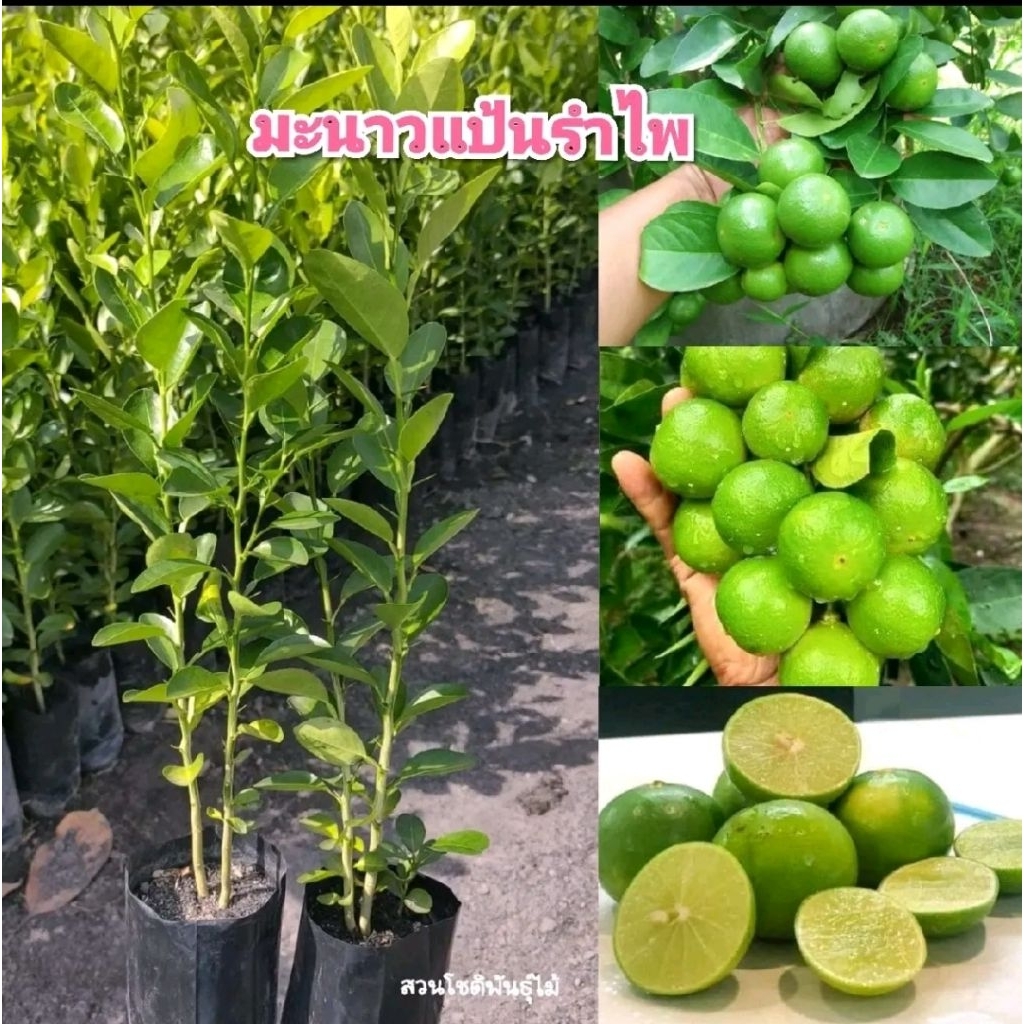 มะนาวแป้นรำไพ (ชุด 2 ต้น) สุดคุ้ม!! ติดผลดก ออกผลตลอดปี ลูกดก เปลือกบาง น้ำเยอะ