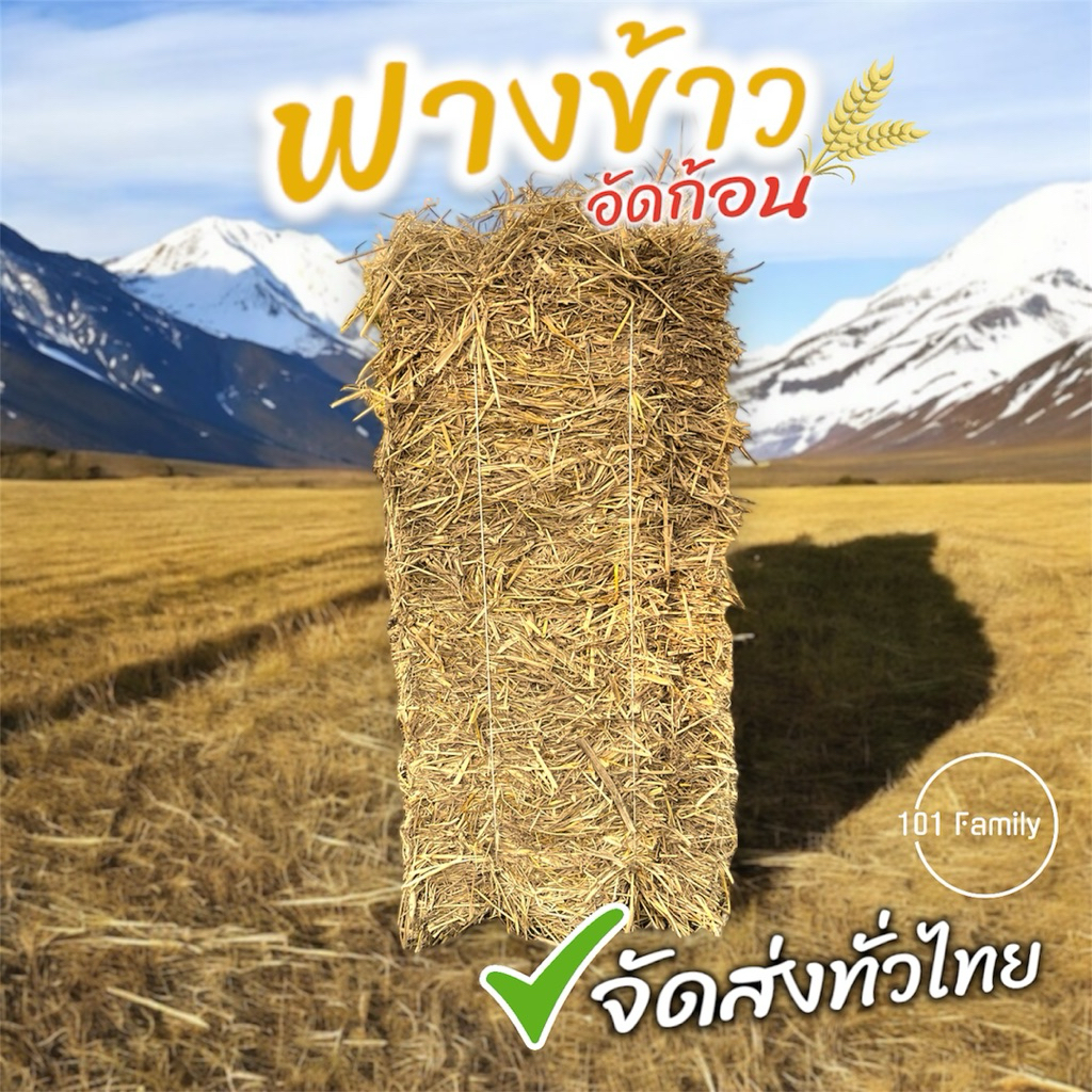 ฟางข้าวอัดก้อน ปลอดสารพิษ (จำกัดไม่เกิน 2 ก้อน/Order) ฟางแห้ง ฟางก้อน อาหารสัตว์ ฟางคลุมหน้าดินปลูกพืช ฟางเพาะเห็ดฟาง