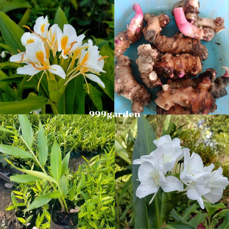 ดอกมหาหงส์ สะเลเต สีขาวล้วน/ขาวใส้เหลือง แบบเหง้าและต้น Butterfly Lily ต้นมหาหงส์ ดอกสะเลเต