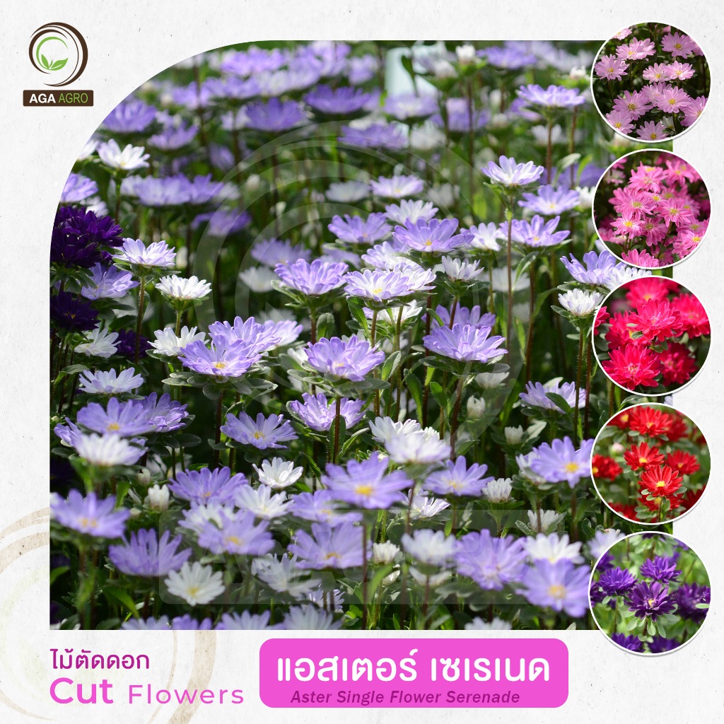 AGA AGRO I "แอสเตอร์  เซเรเนด" ดอกออกทั่วทั้งกานแบบสเปรย์ ปลูกง่าย หลากสี-100เมล็ด-Aster Serenade