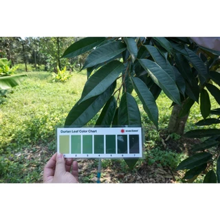 ปุ๋ยเกล็ดสูตร แมกนีเซียมซัลเฟต ขนาด 25 กก (ดีเกลือฝรั่ง) Mg9% S12% ดวงตะวันเพชร