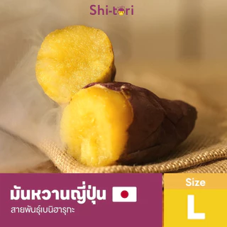 Live 🍠ShiTori | มันหวานญี่ปุ่น เบนิฮารุกะ ครบไซส์ | 1kg. / 2kg. / 3kg. | หวานทุกคำ ฉ่ำทุกหัว 🍠