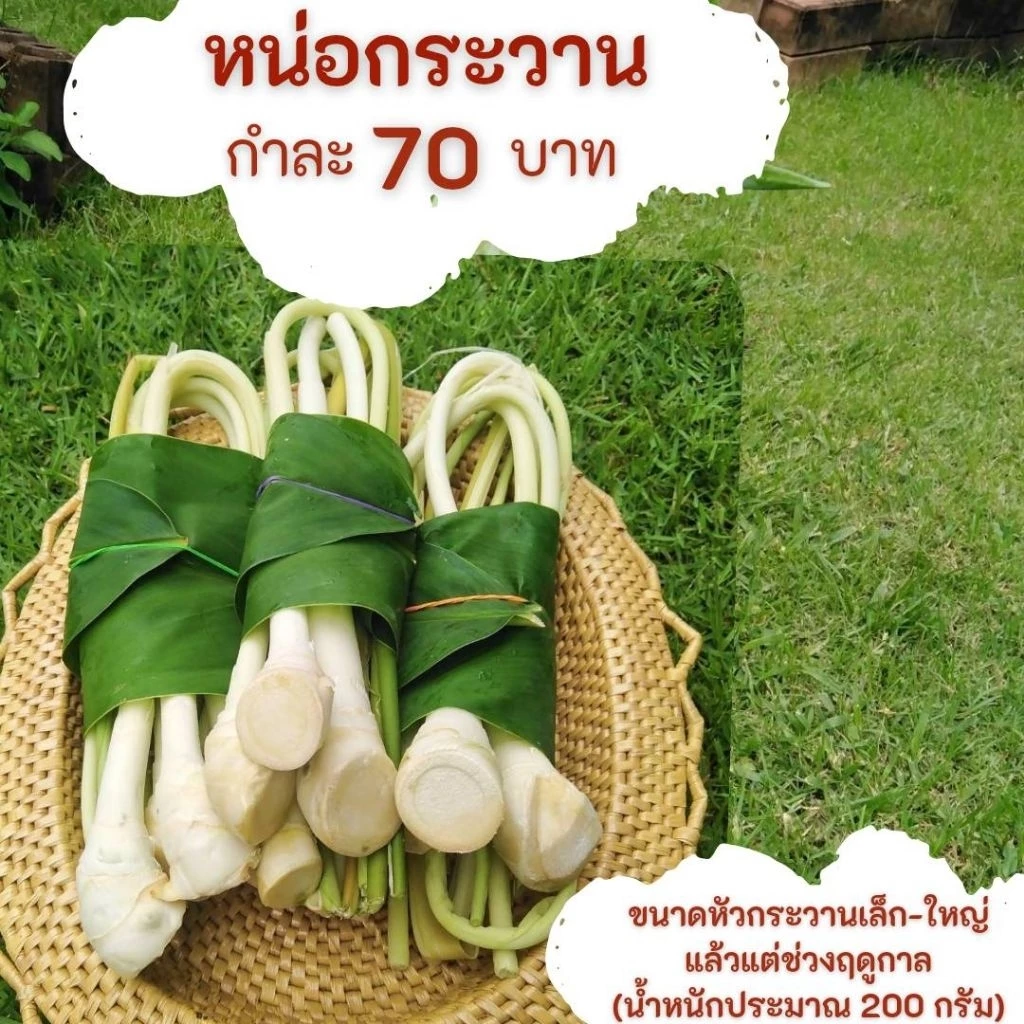 หน่อกระวาน ใช้ทำอาหาร