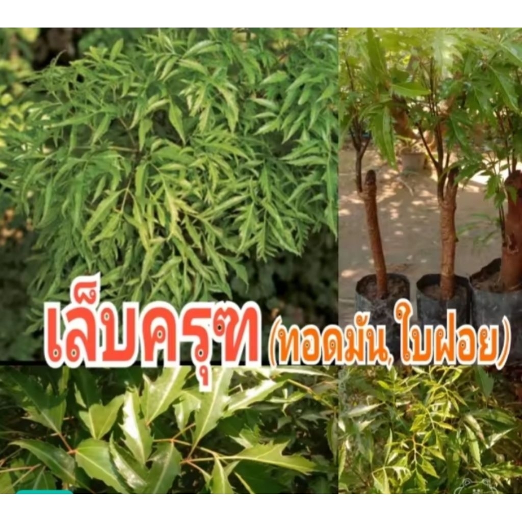 ต้นเล็บครุฑใบฝอยทอดมันไม้ประดับกินได้