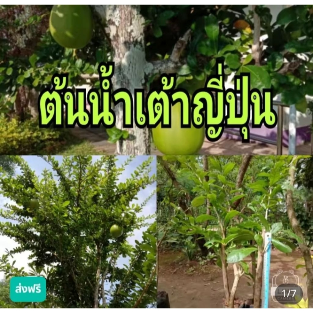 ต้นน้ำเต้าญี่ปุ่นต้น น้ำเต้าอินเดีย ปักชำสูงประมาณ 40-60 ซม