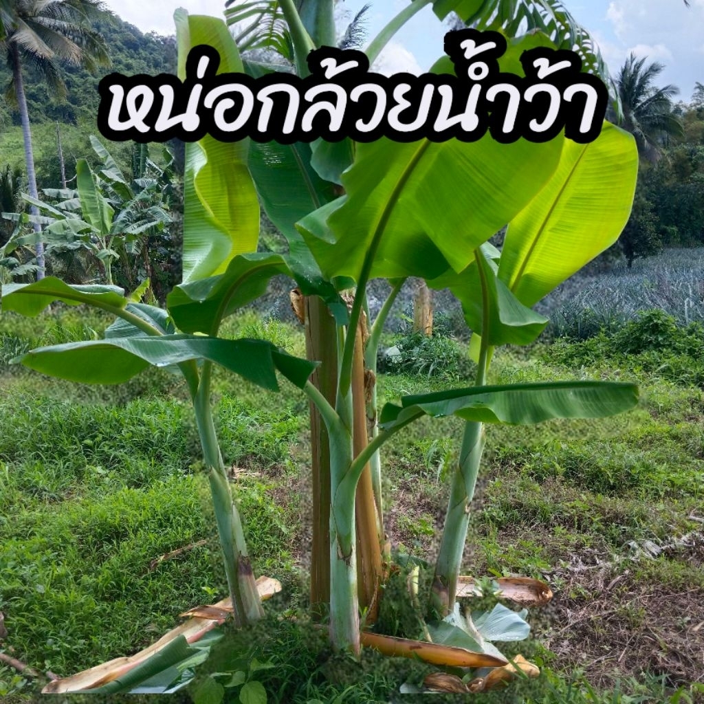 กล้วยน้ำว้า ต้นใหญ่สมบูรณ์ ลูกใหญ่เครือใหญ่ (ขุดใหม่ พร้อมส่ง)