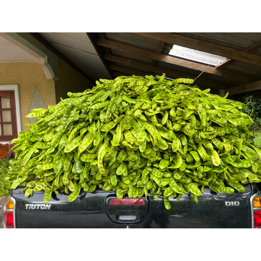 สะตอ ชุด 20 ฝัก สะตอใต้ สวย สดใหม่