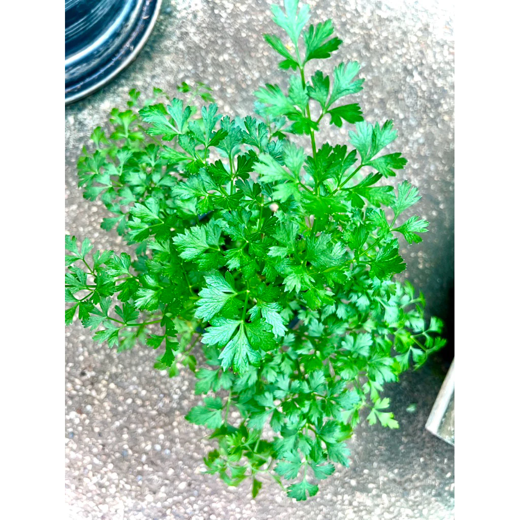 Italian Parsley / Flat Leaf Parsley ต้นพันธุ์ พาร์สลีย์ อิตาเลียน หรือ ผักชีอิตาลี (ใบแบน) ผักสวนครัว สมุนไพรฝรั่ง
