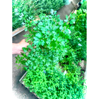 Italian Parsley / Flat Leaf Parsley ต้นพันธุ์ พาร์สลีย์ อิตาเลียน หรือ ผักชีอิตาลี (ใบแบน) ผักสวนครัว สมุนไพรฝรั่ง