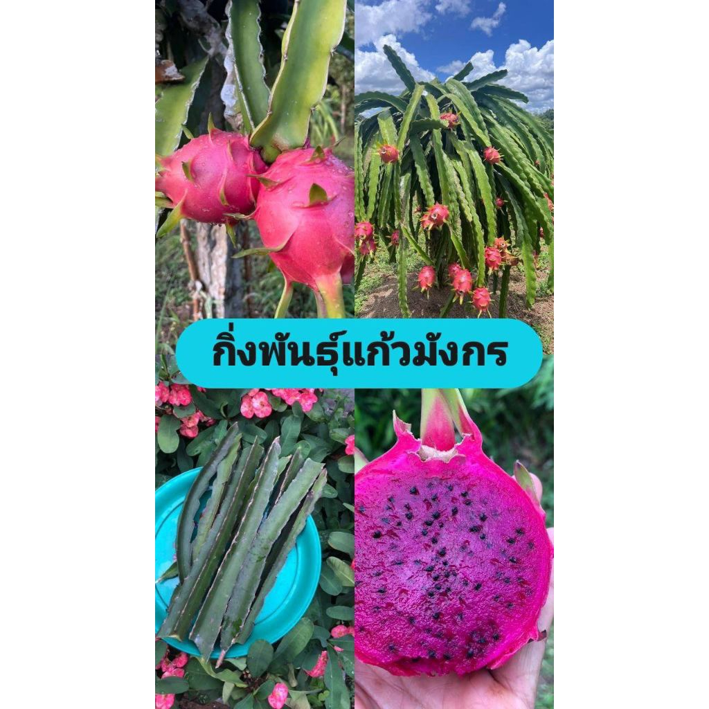 กิ่งแก้วมังกรสีแดงคพันธุ์เวียดนามรสชาติหวาน(☘️ชุด10ท่อน99บ.ชื้อ1ชุดเเถม2ท่อน☘️)