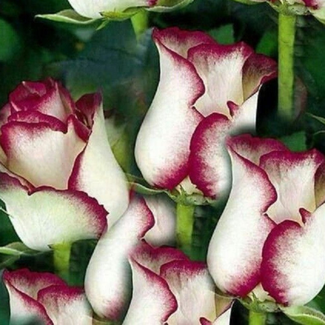 20 เมล็ด กุหลาบ White Pink Rose Rose Seeds ดอกใหญ่