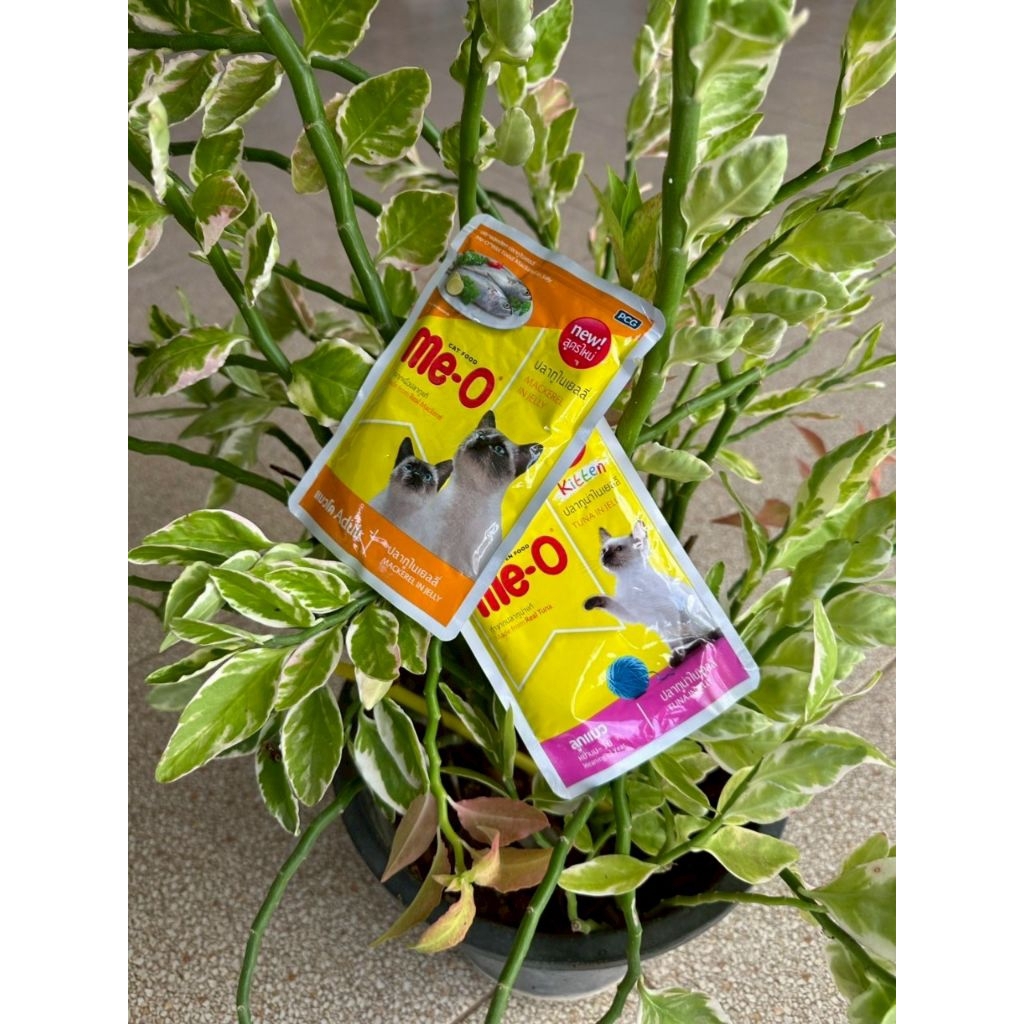 อาหารแมวME-Oสำหรับน้องแมว